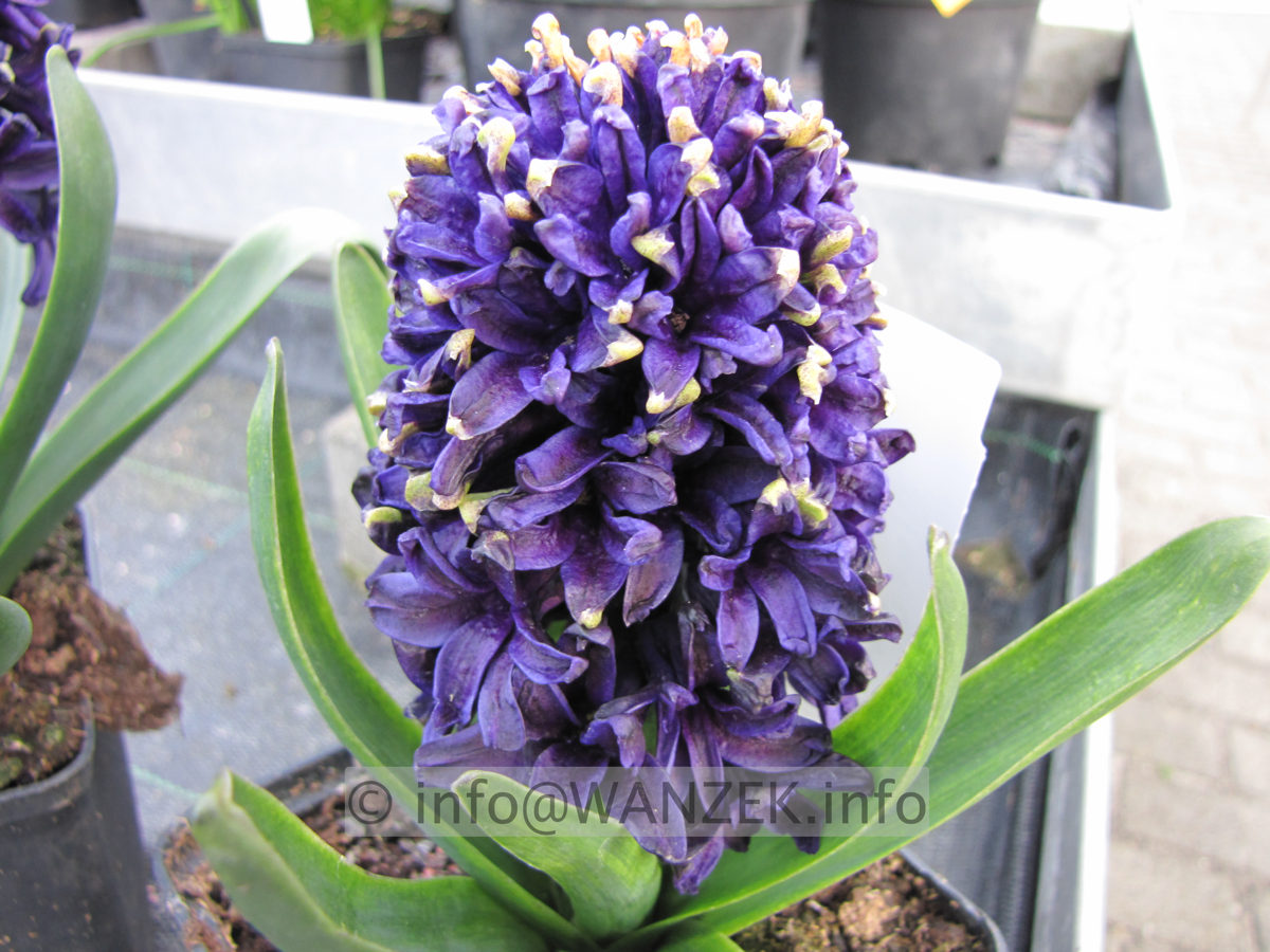 Hyazinthus dunkelviolett.JPG